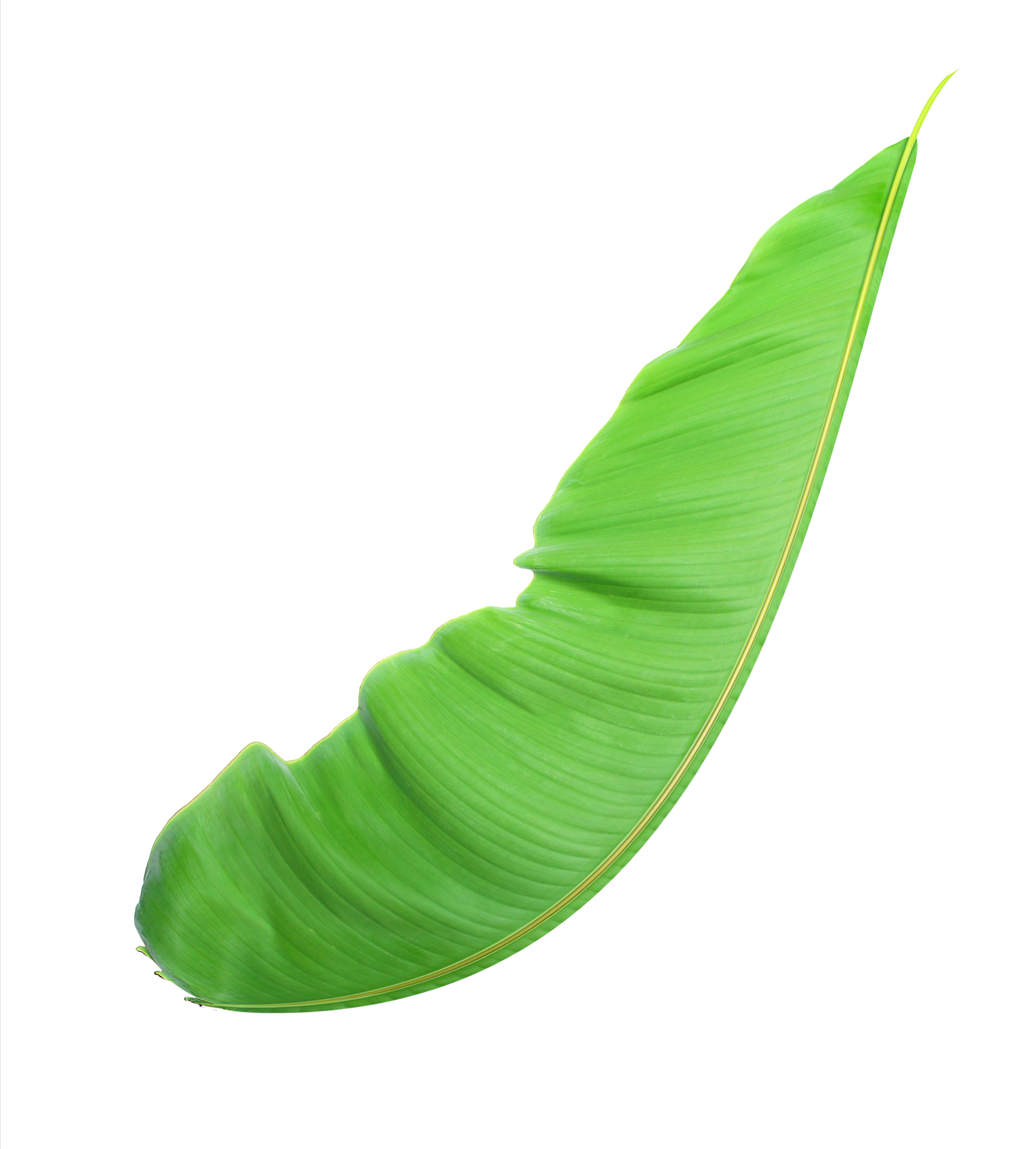 fress banana leaf on transparent background png file 9307110 PNG
