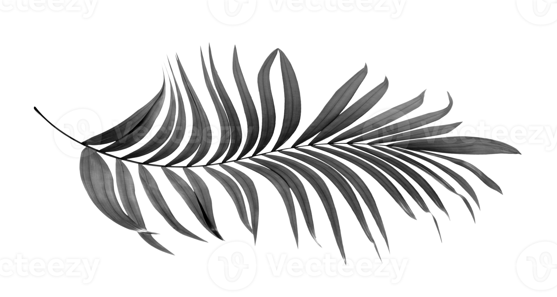 black leaves of palm tree on transparent background png file