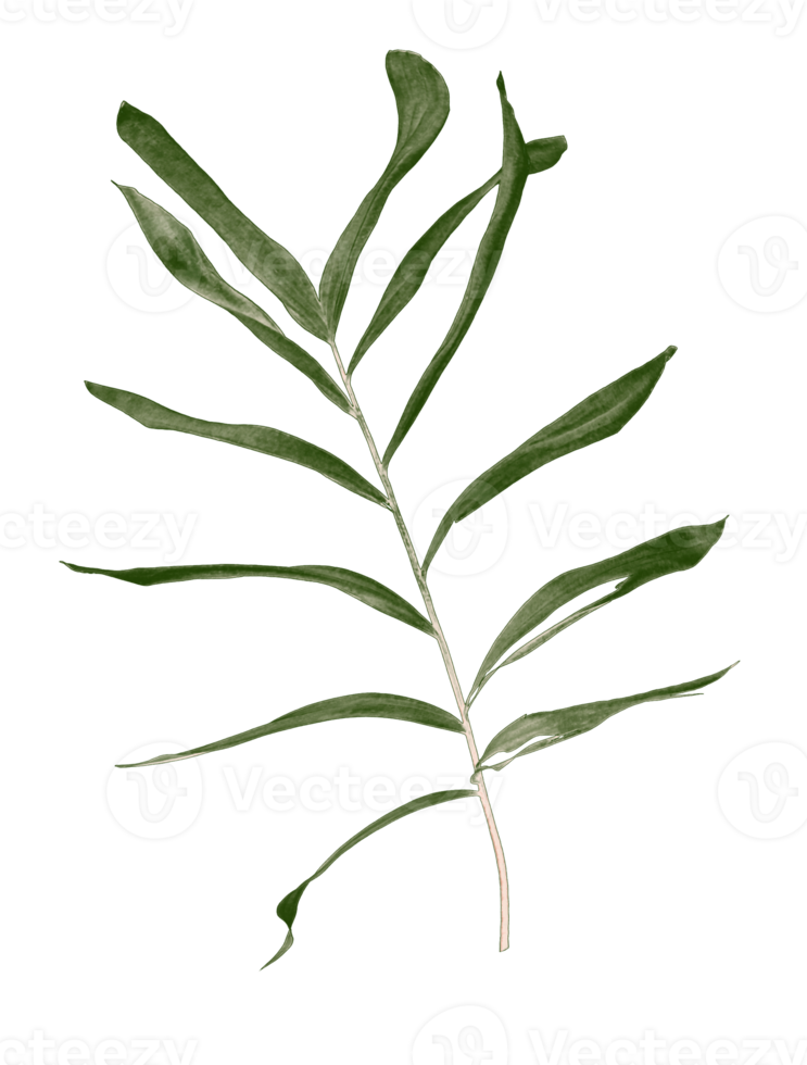 grünes blatt der palme lokalisiert auf transparentem hintergrund png-datei png