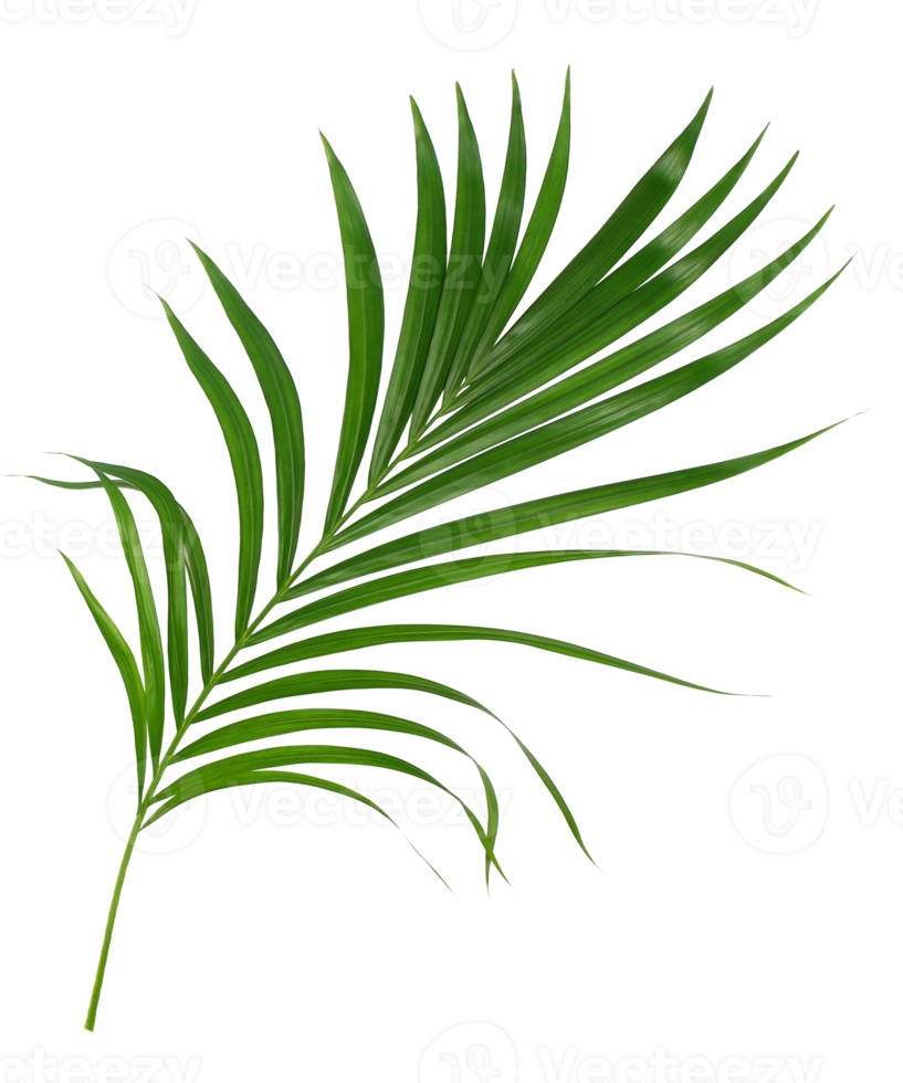 Green leaf of palm tree isolated on transparent background png file