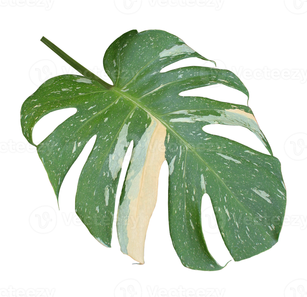 green monstera palm leaf isolated on transparent background png file
