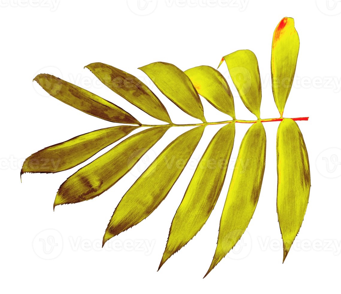 palm leaf isolated on transparent background png file