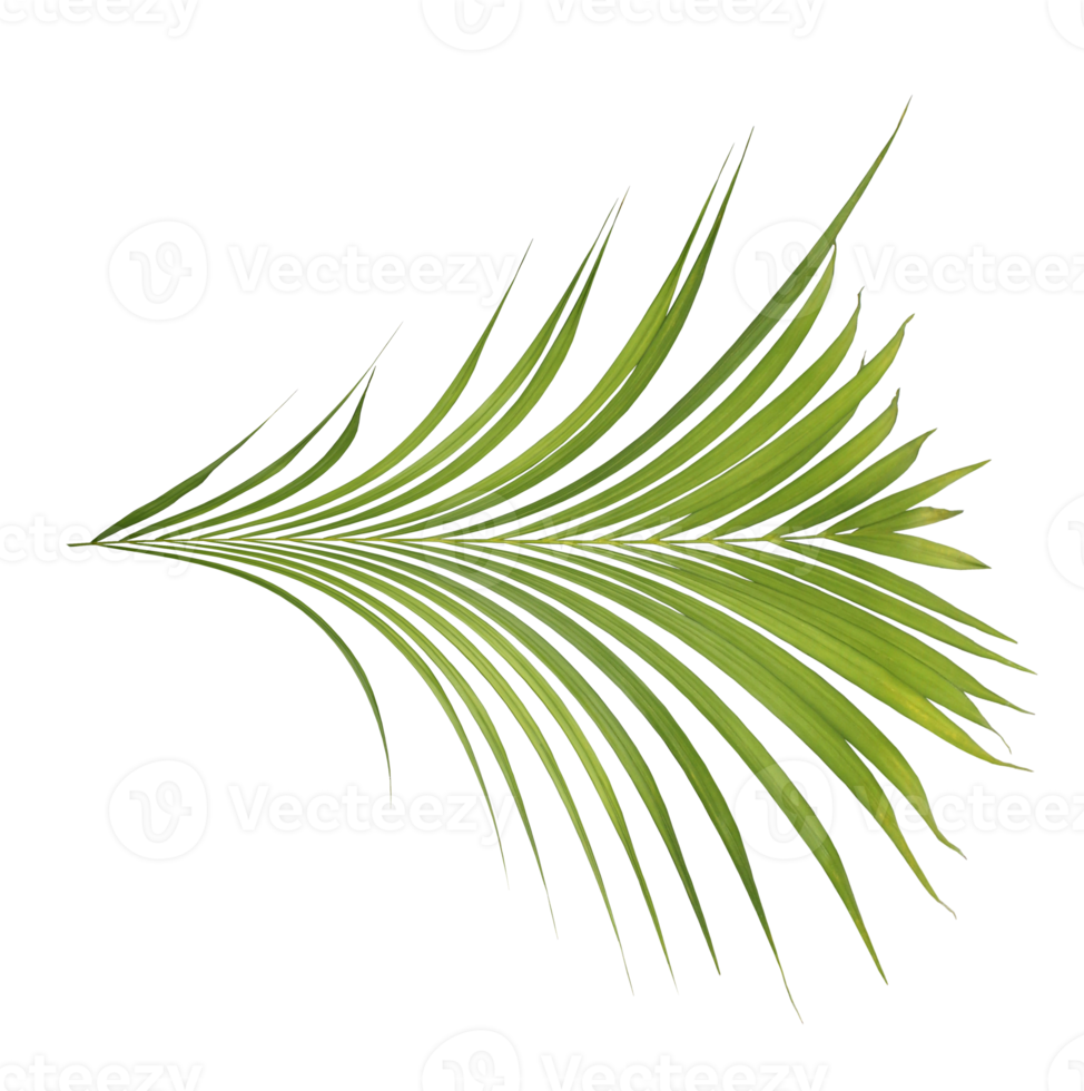 palm tree leaf on transparent background png file