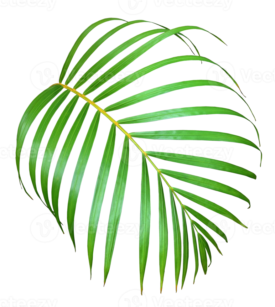 palm tree leaf on transparent background png file
