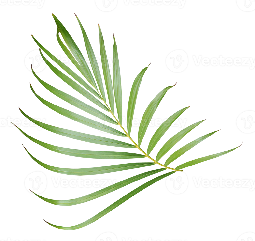 tropical green palm leaf isolated on transparent for summer background png file