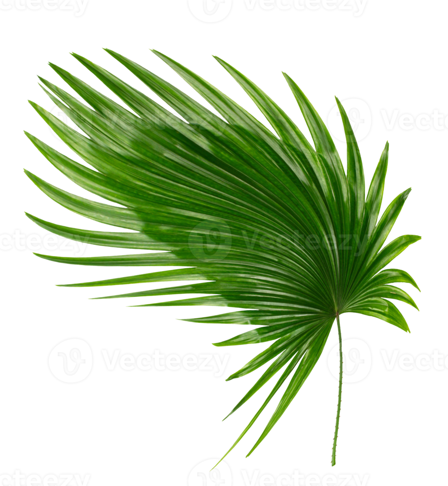 palm tree leaf on transparent background png file