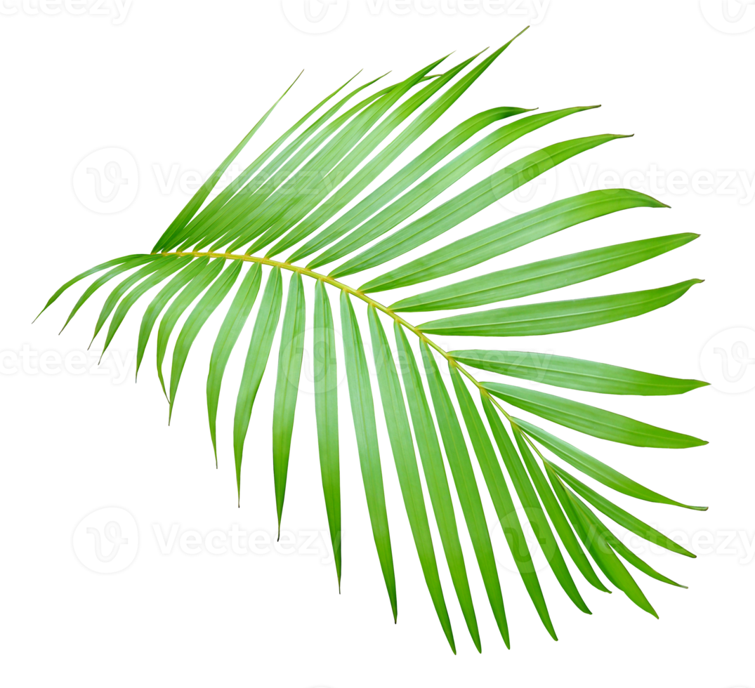 palm tree leaf on transparent background png file