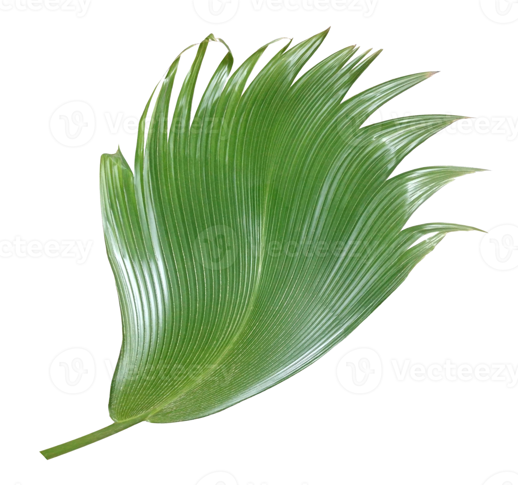 palm tree leaf on transparent background png file
