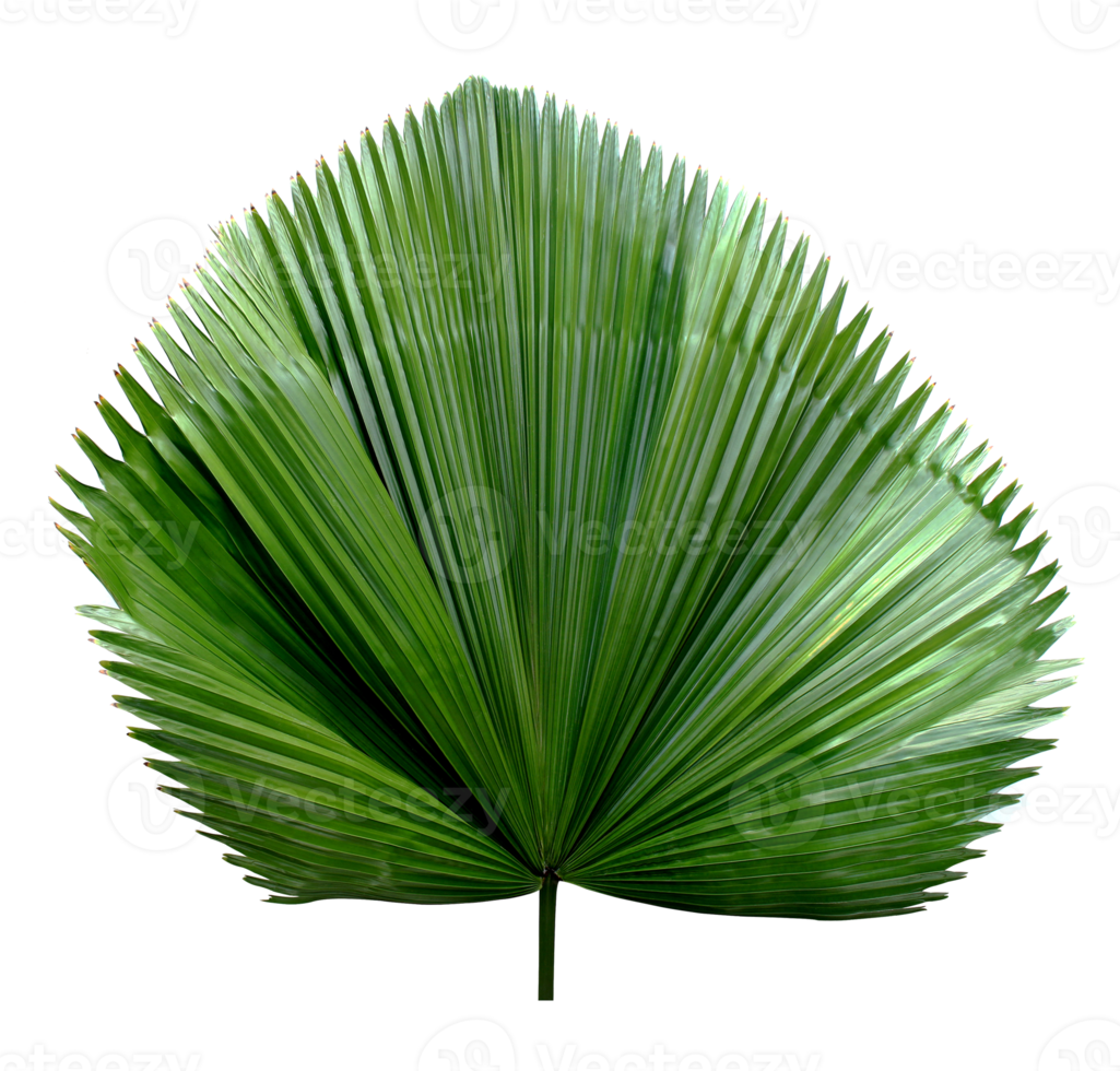 tropical green blowing palm leaf isolated on transparent background png file