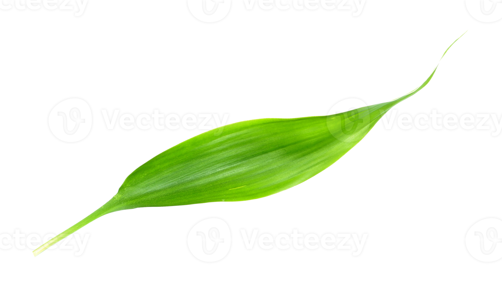 green leaf isolated on transparent background png file