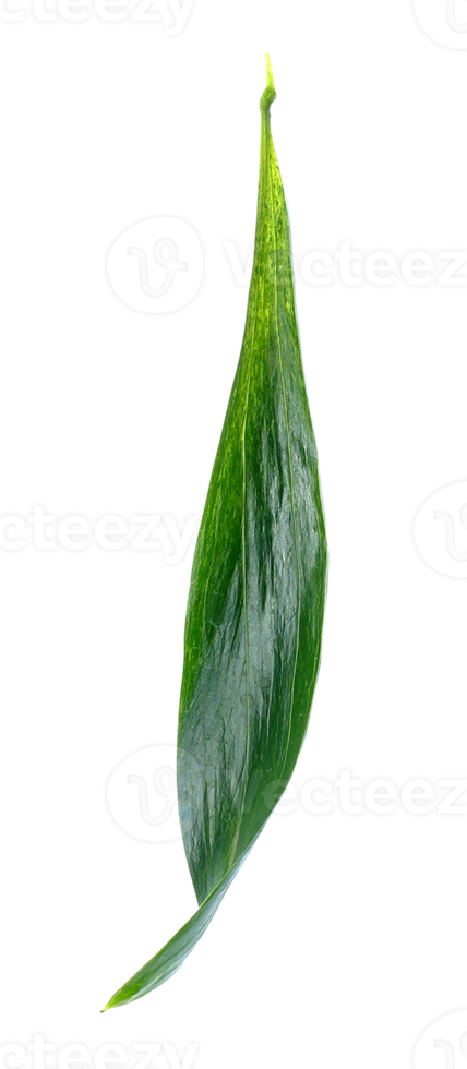 green leaf isolated on transparent background png file