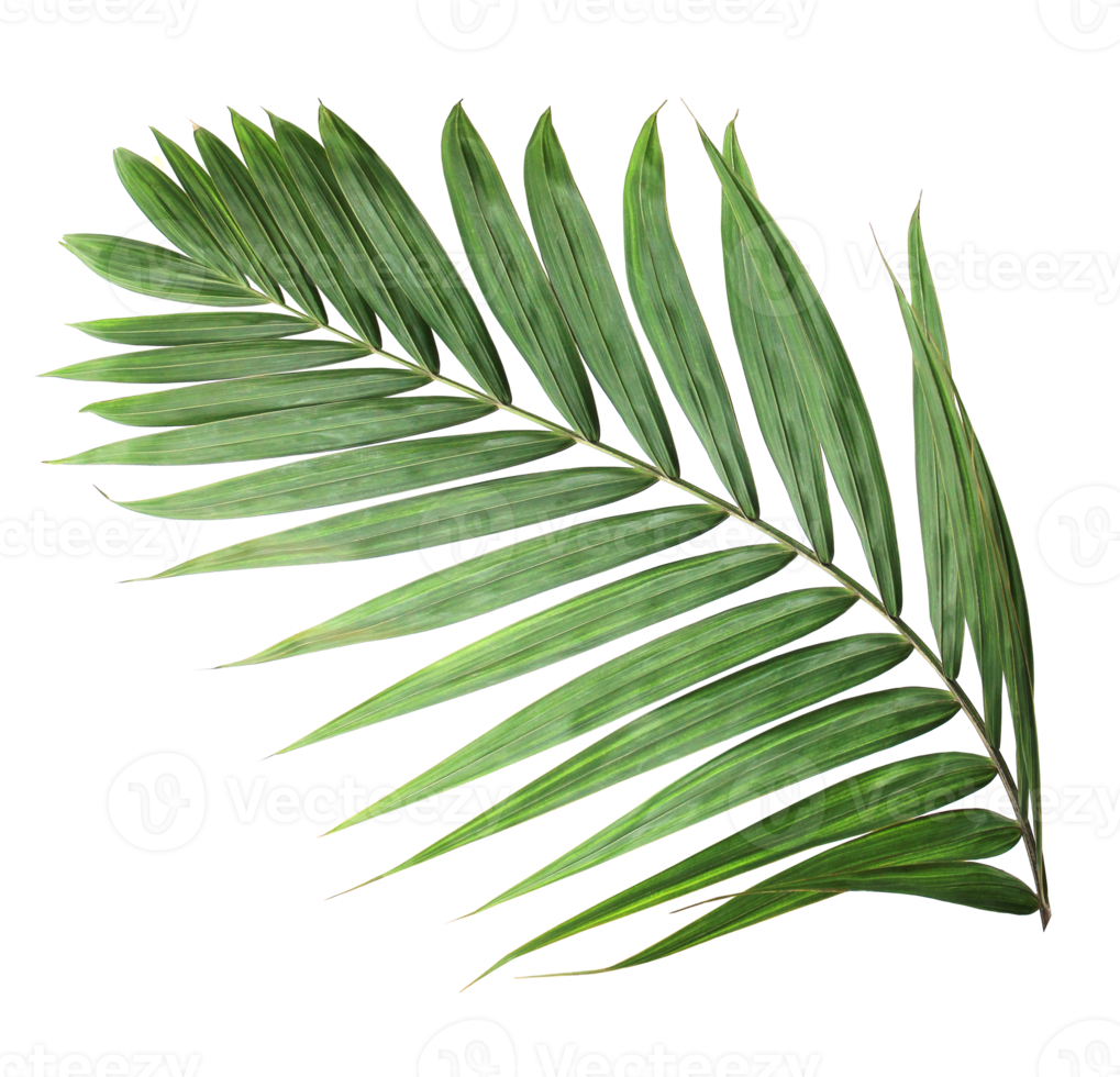 tropical nature green palm leaf on transparent background png file