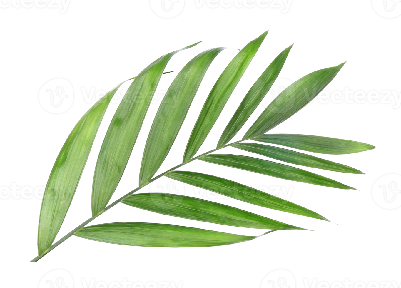 tropical nature green palm leaf isolated on transparent pattern background png file