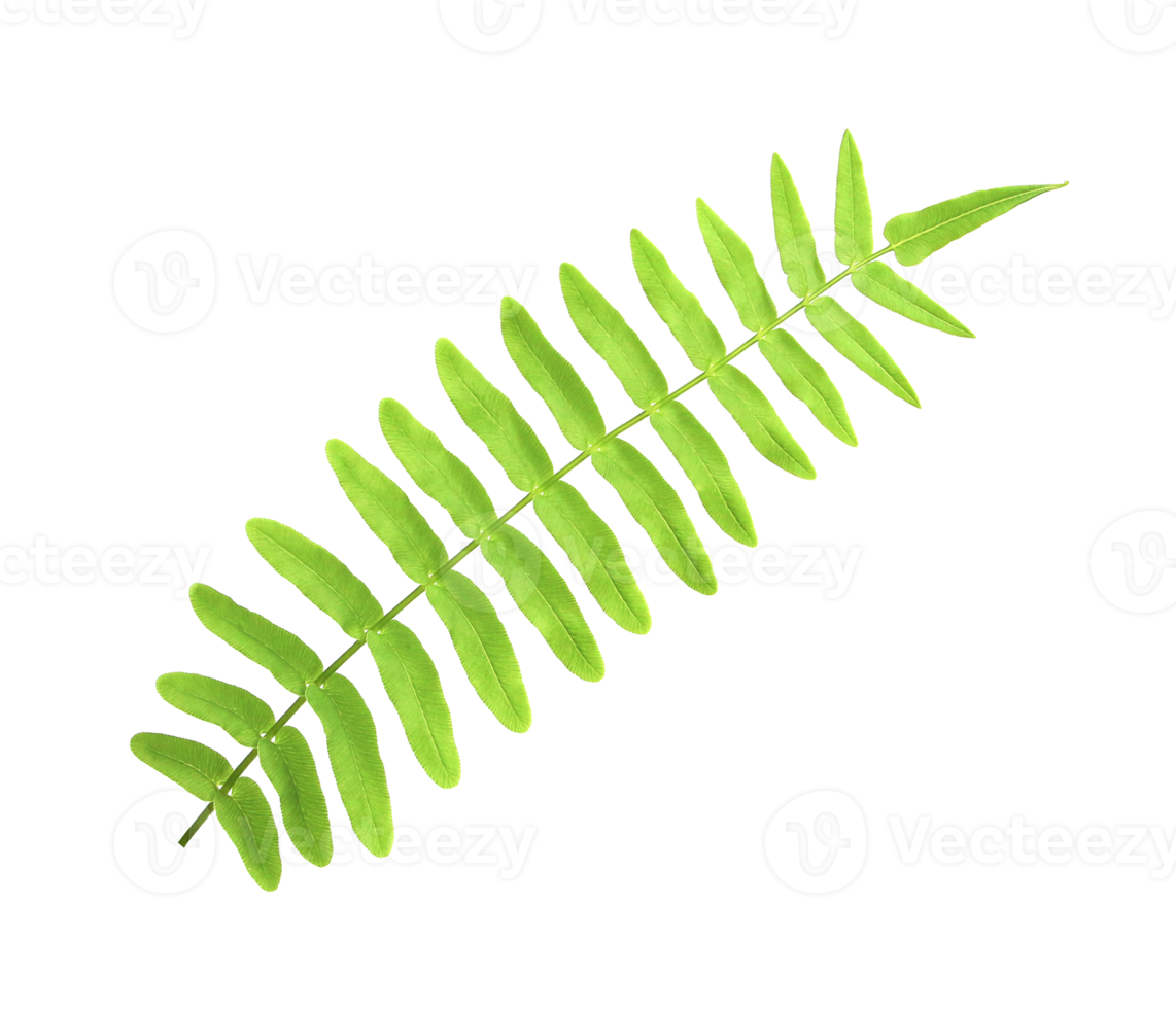 tropiska prydnadsväxter lövverk, ormbunke blad träd på transparent bakgrund png-fil png