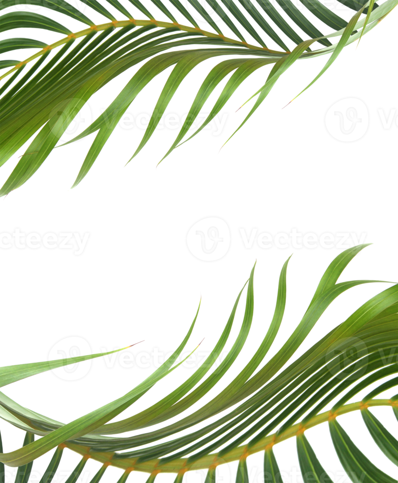 green leaf of palm tree on transparent background png file