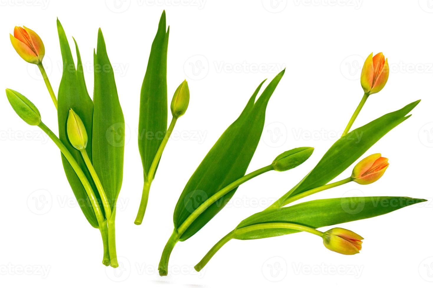 spring colorful flowers tulips. floral collection. photo