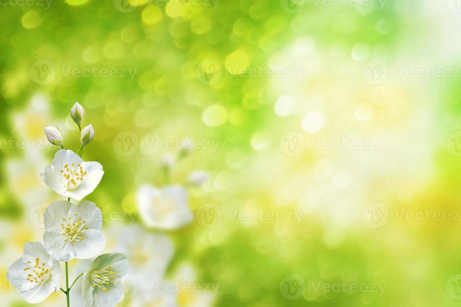 White jasmine The branch delicate spring flowers photo