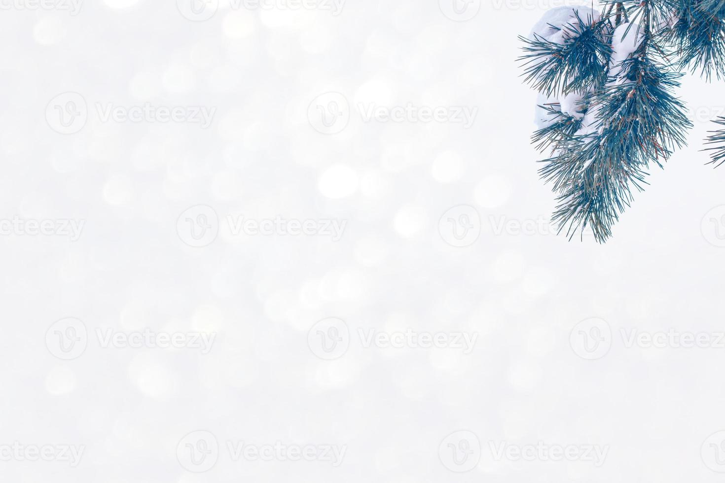 Frozen winter forest with snow covered trees. photo