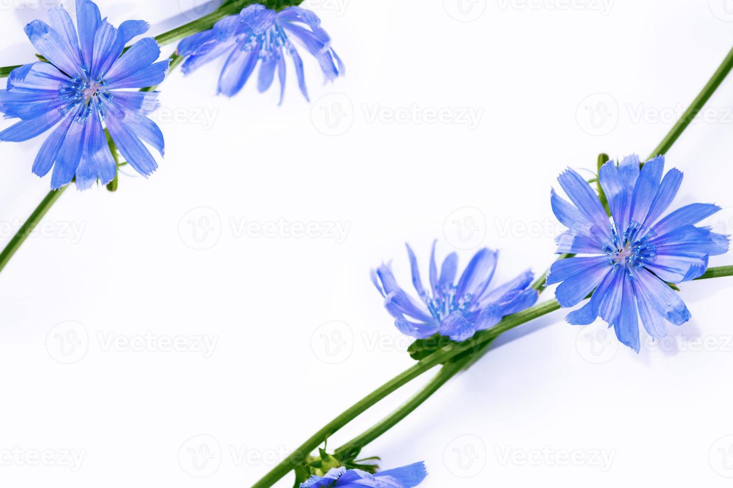 Chicory flower with leaf isolated on white background photo