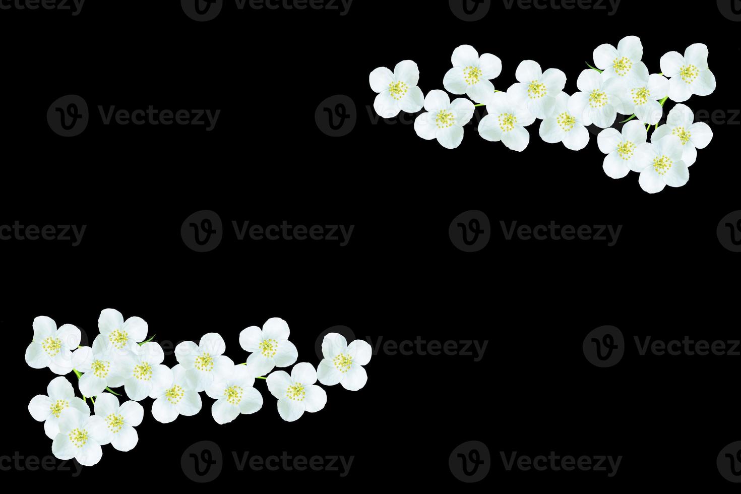 branch of jasmine flowers isolated on black background. photo
