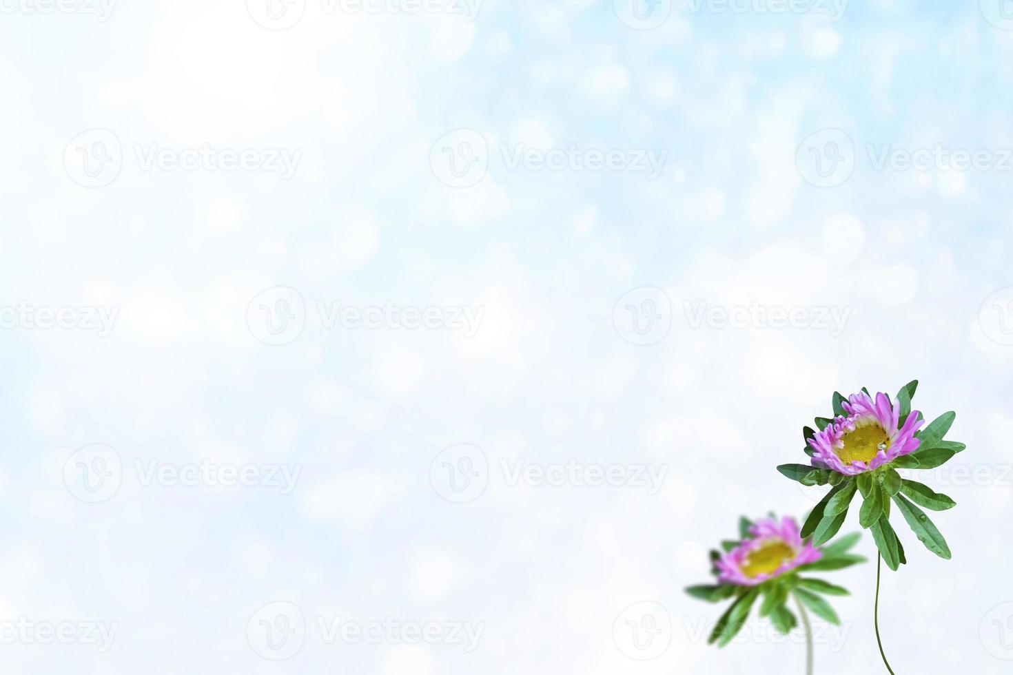 Colorful autumn flowers of aster photo