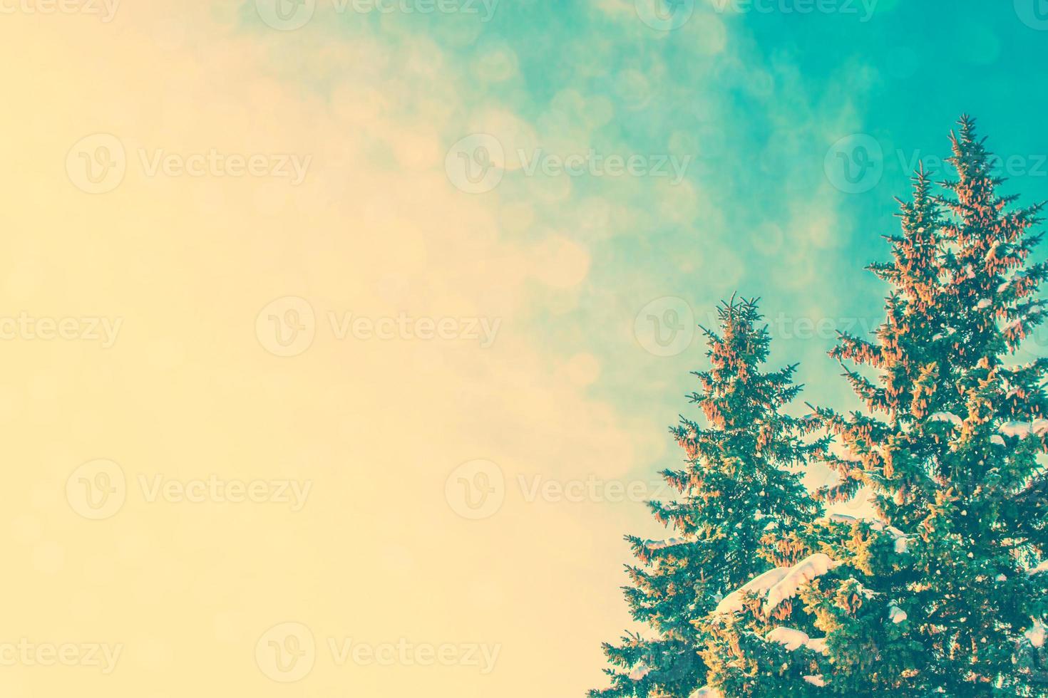 Frozen winter forest with snow covered trees. photo