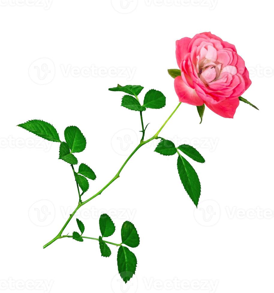 Flower bud roses on a white background photo