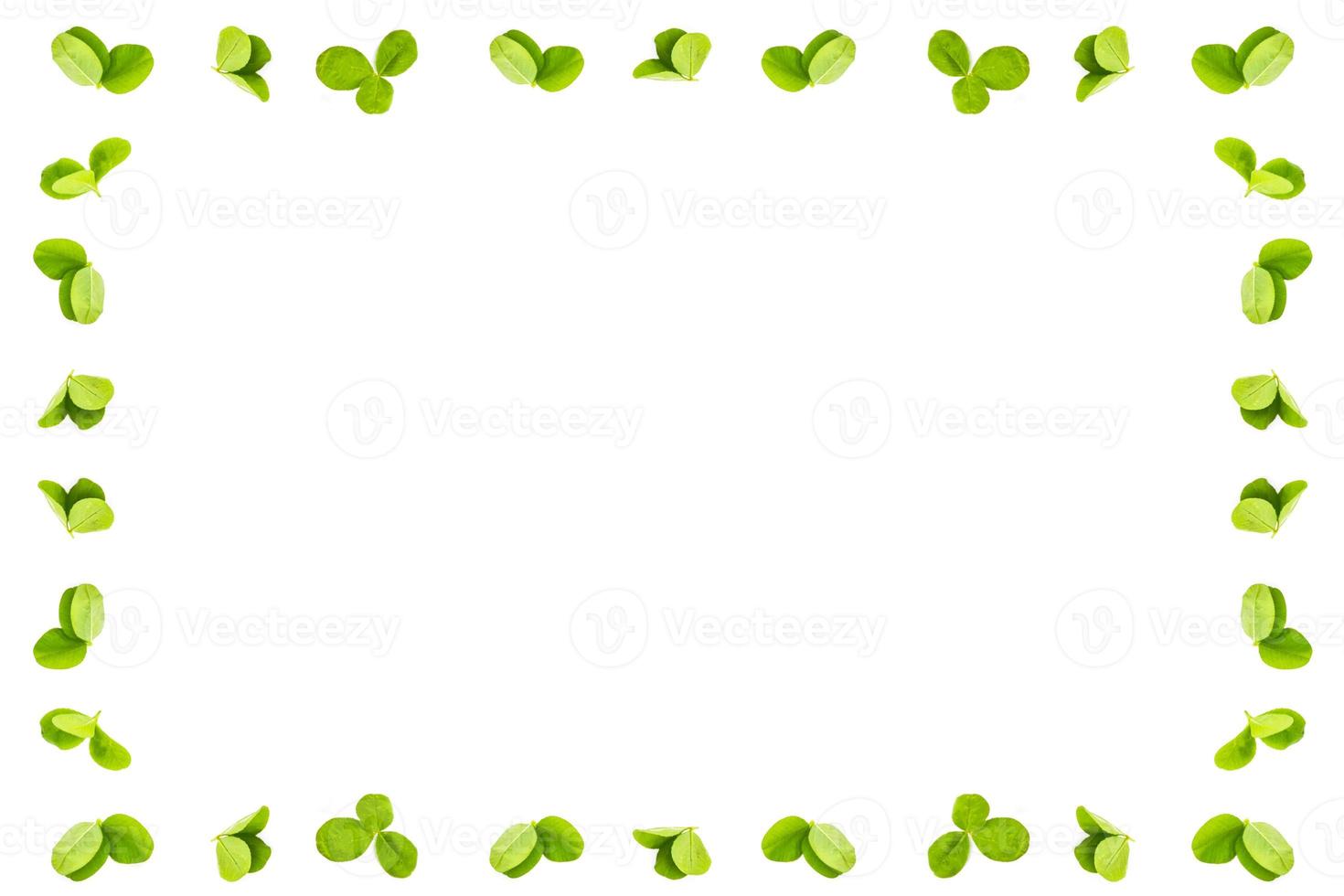 green clover leaves isolated on white background. St.Patrick 's Day photo
