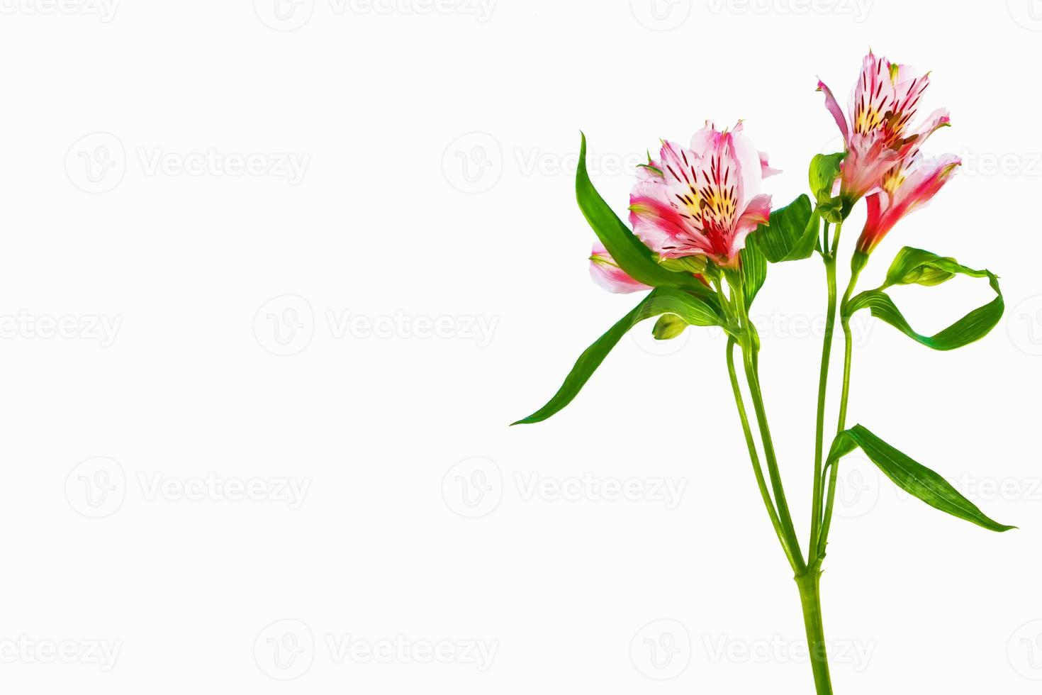 Bright alstroemeria flowers isolated on white background. photo