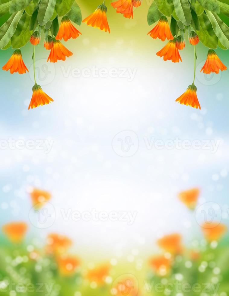 floral background of marigold flowers photo