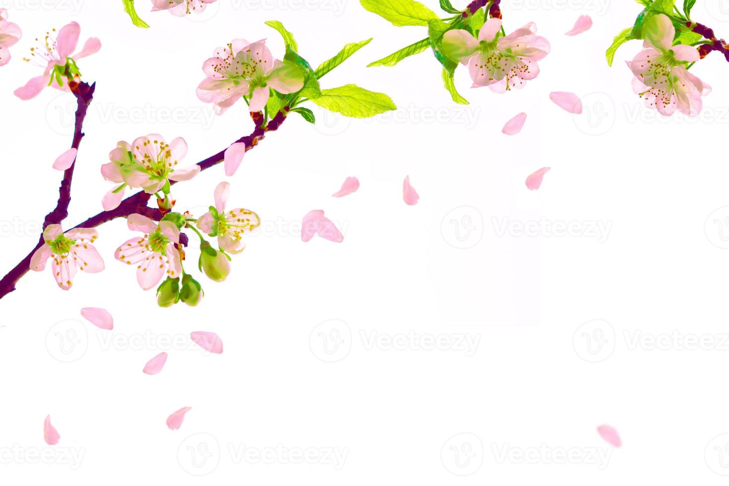 Flowering branch of cherry isolated on a white background. photo