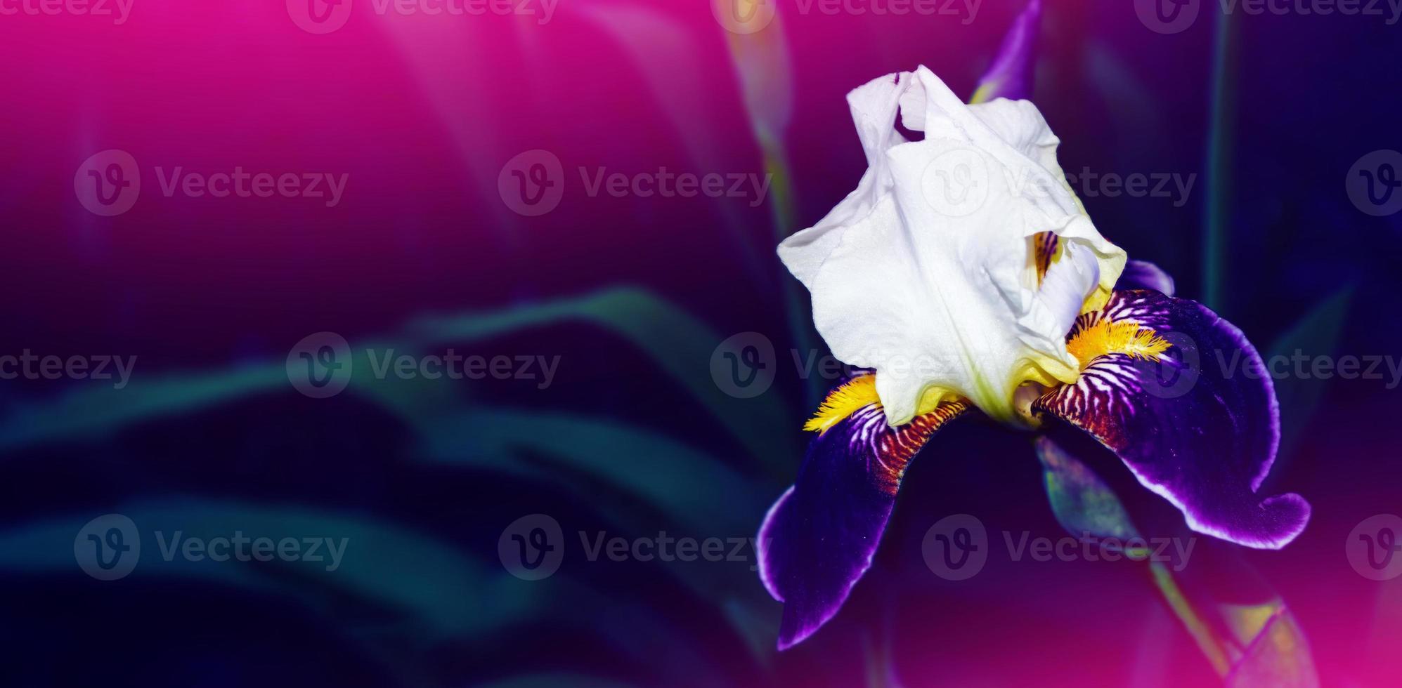Bright colorful iris flowers photo