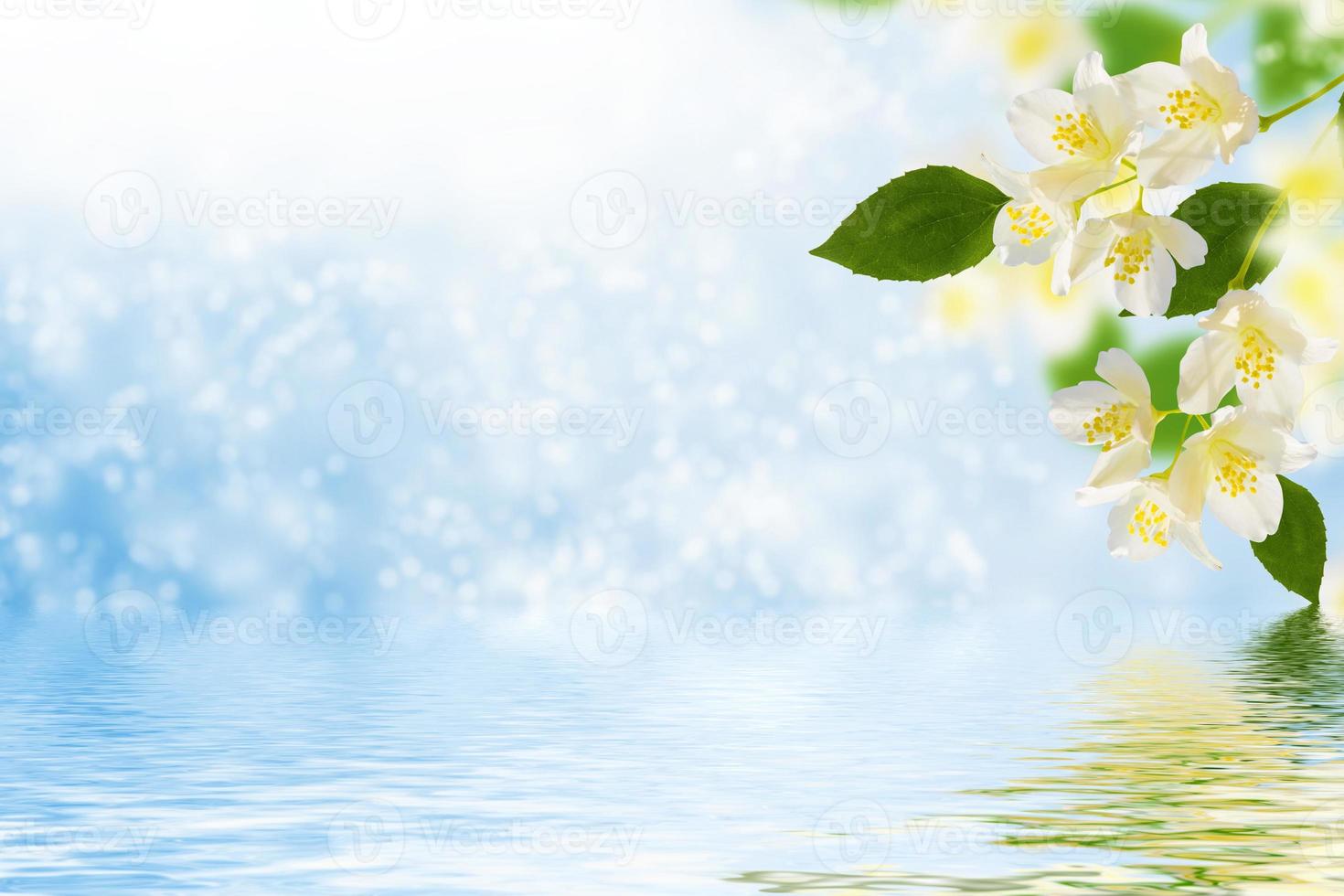 White jasmine The branch delicate spring flowers photo