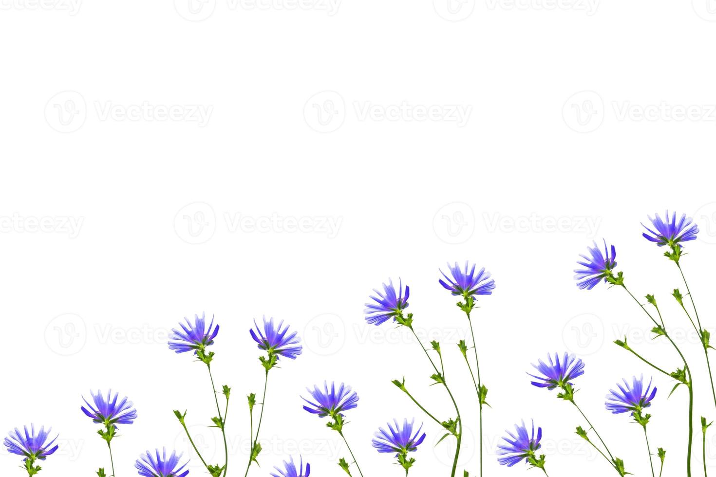 Chicory flower with leaf isolated on white background photo