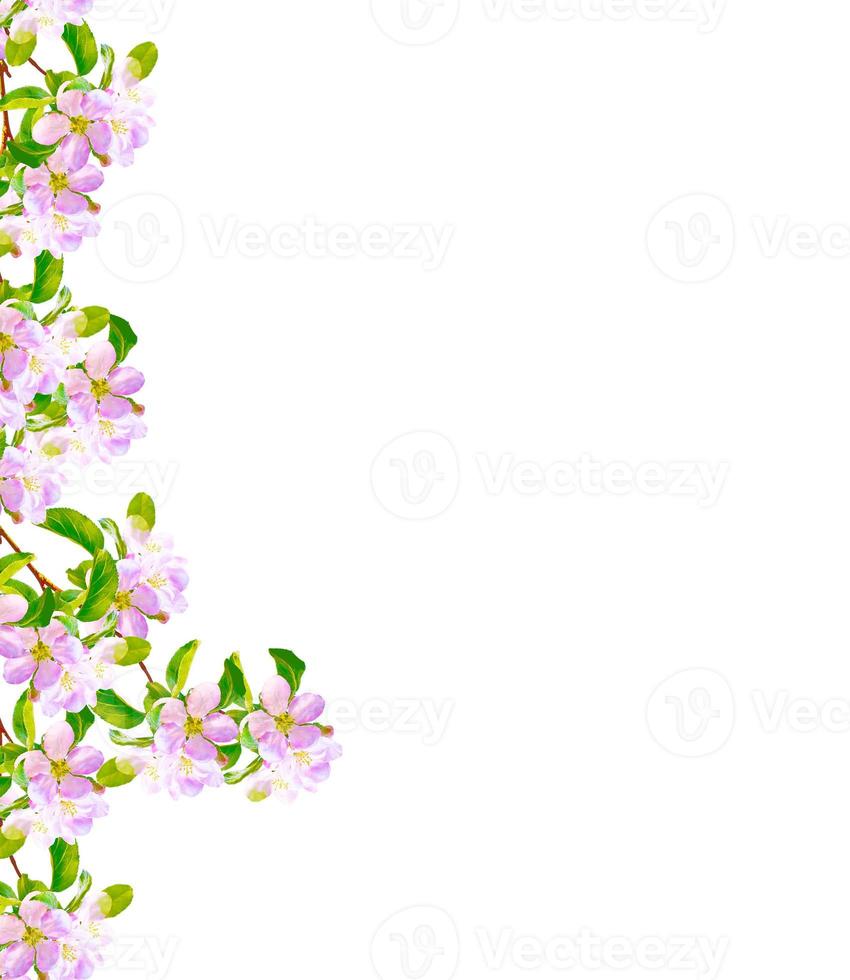 rama floreciente de cerezo aislada en un fondo blanco. foto