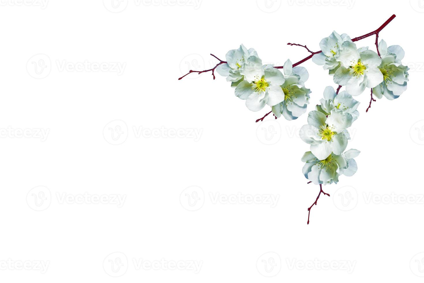 Flowering branch of cherry isolated on a white background. photo