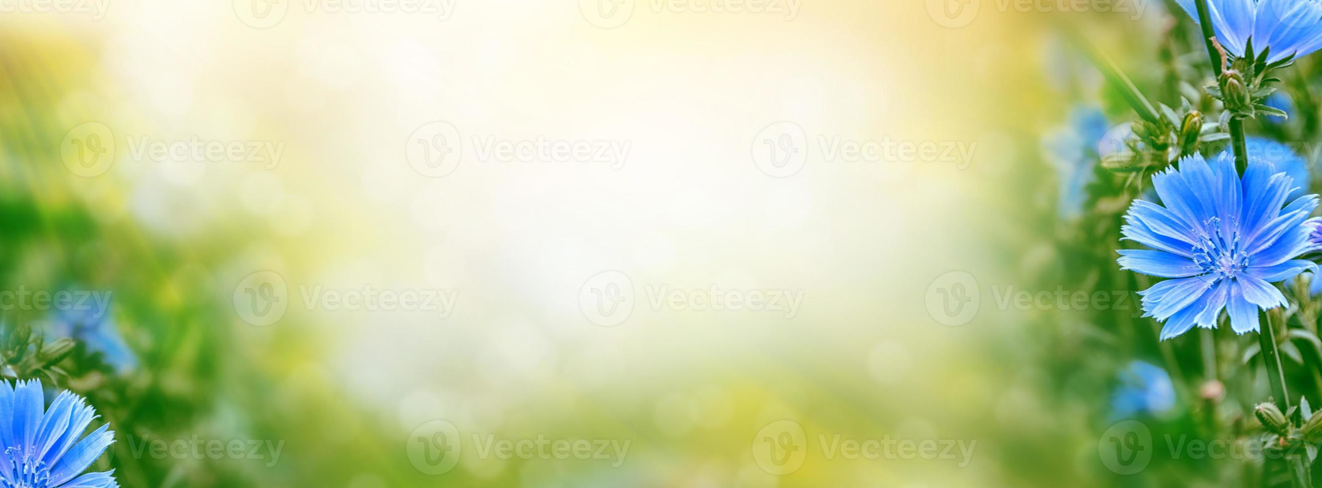 Bright flowers chicory photo