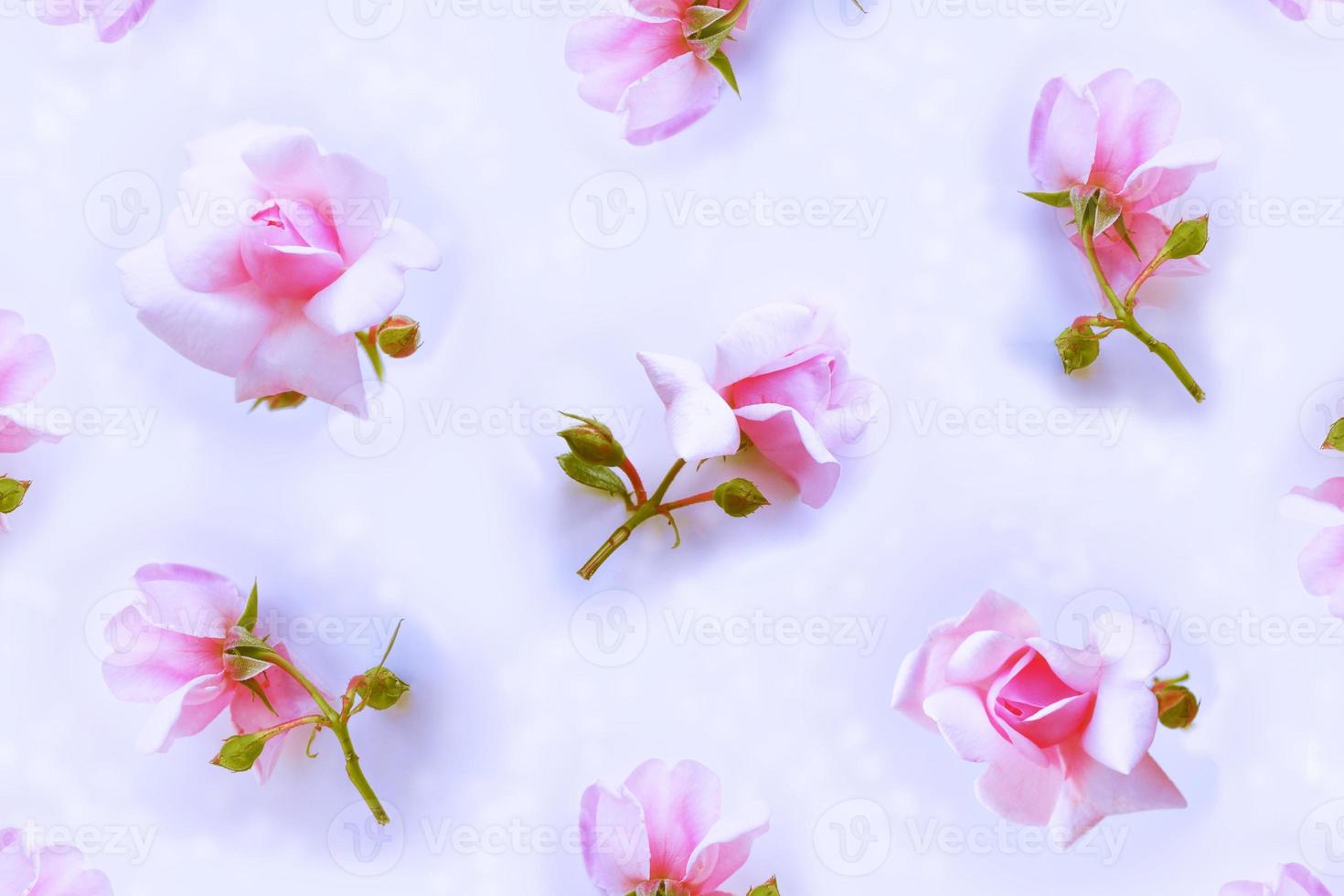 Bright colorful flower rose. floral background photo