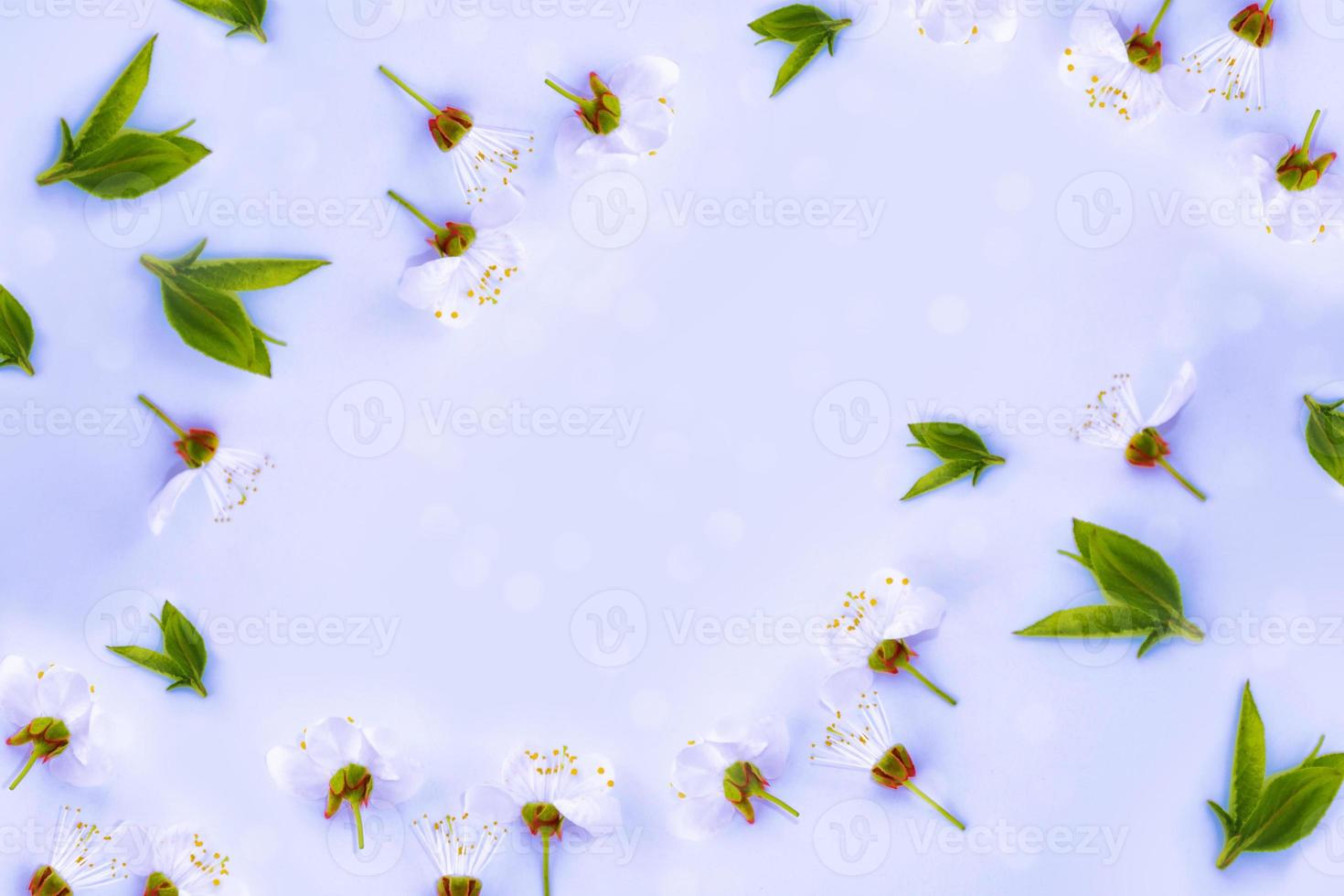 Blossoming branch cherry. Bright colorful spring flowers photo