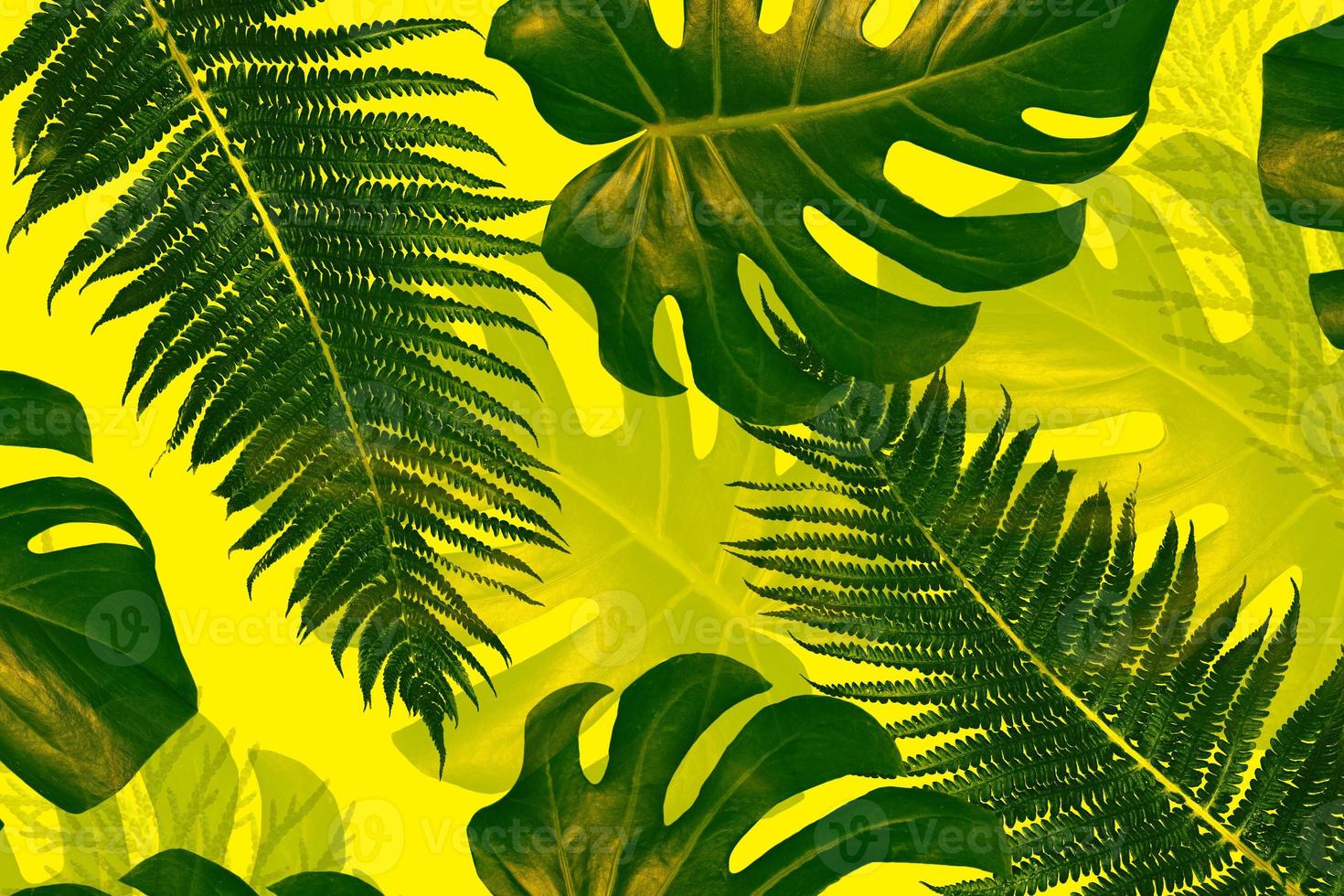 Fern, monstera leaves isolated on yellow background. photo
