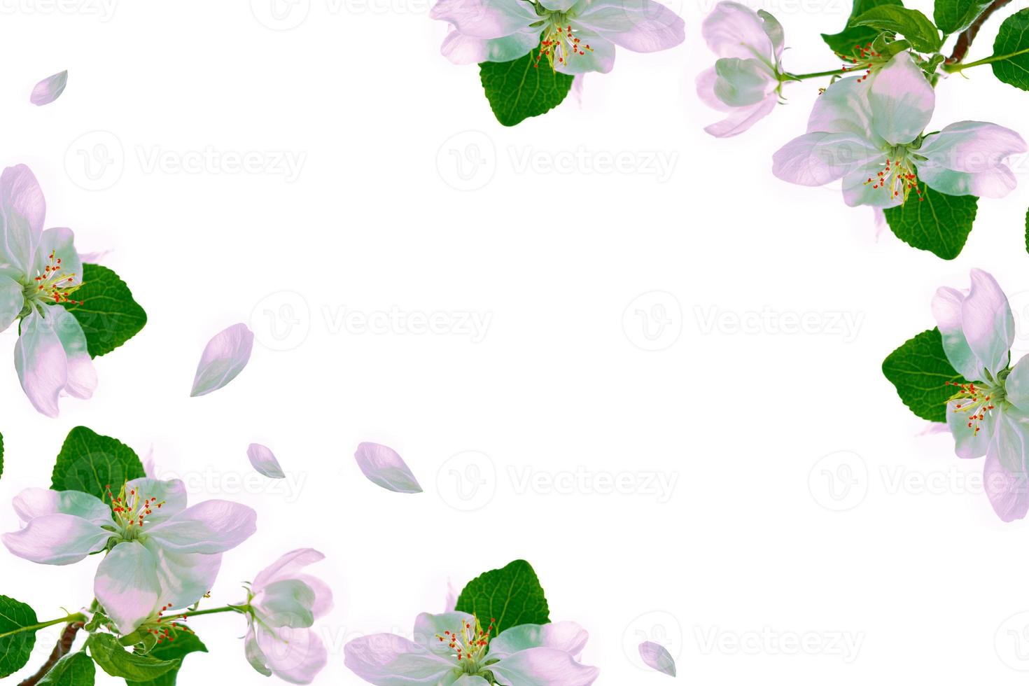 Flowering branch of apple isolated on a white background. photo
