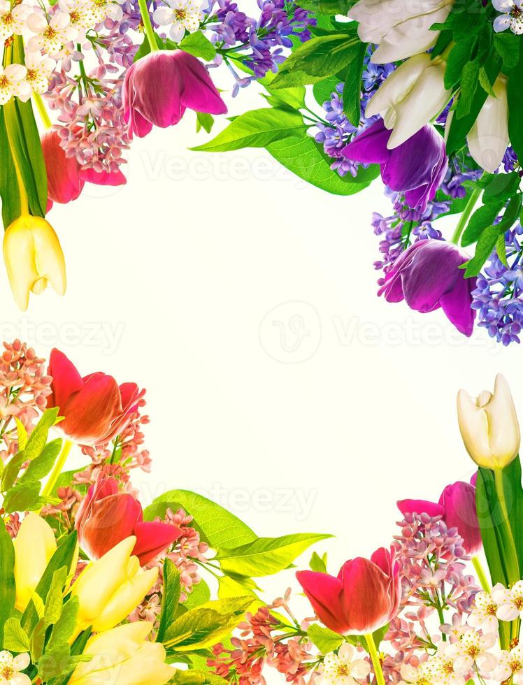 Flowering branch of cherry isolated on a white background. photo