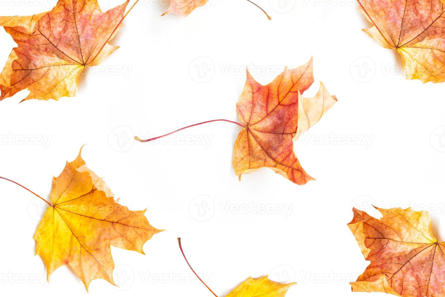 Bright colorful autumn leaves photo