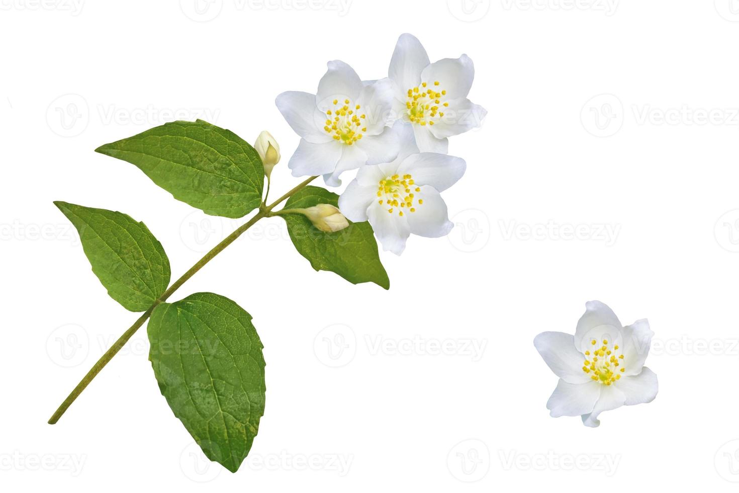 branch of jasmine flowers isolated on white background. photo
