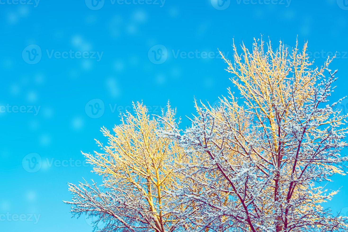 Frozen winter forest with snow covered trees. photo
