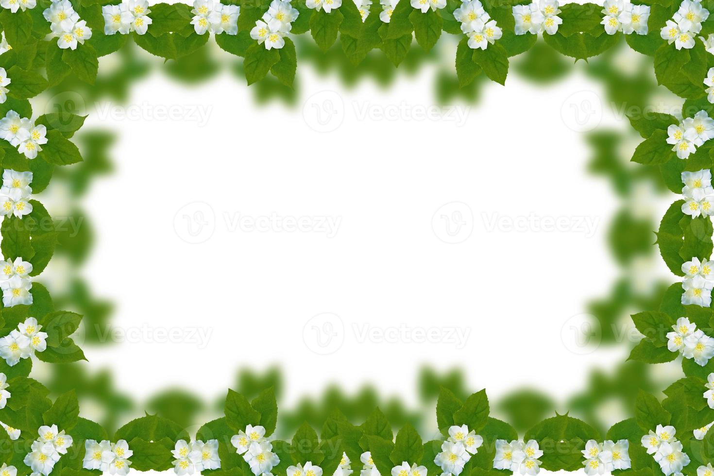 branch of jasmine flowers isolated on white background. photo