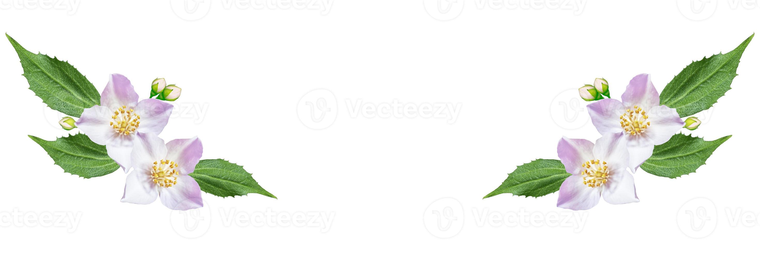 branch of jasmine flowers isolated on white background. photo