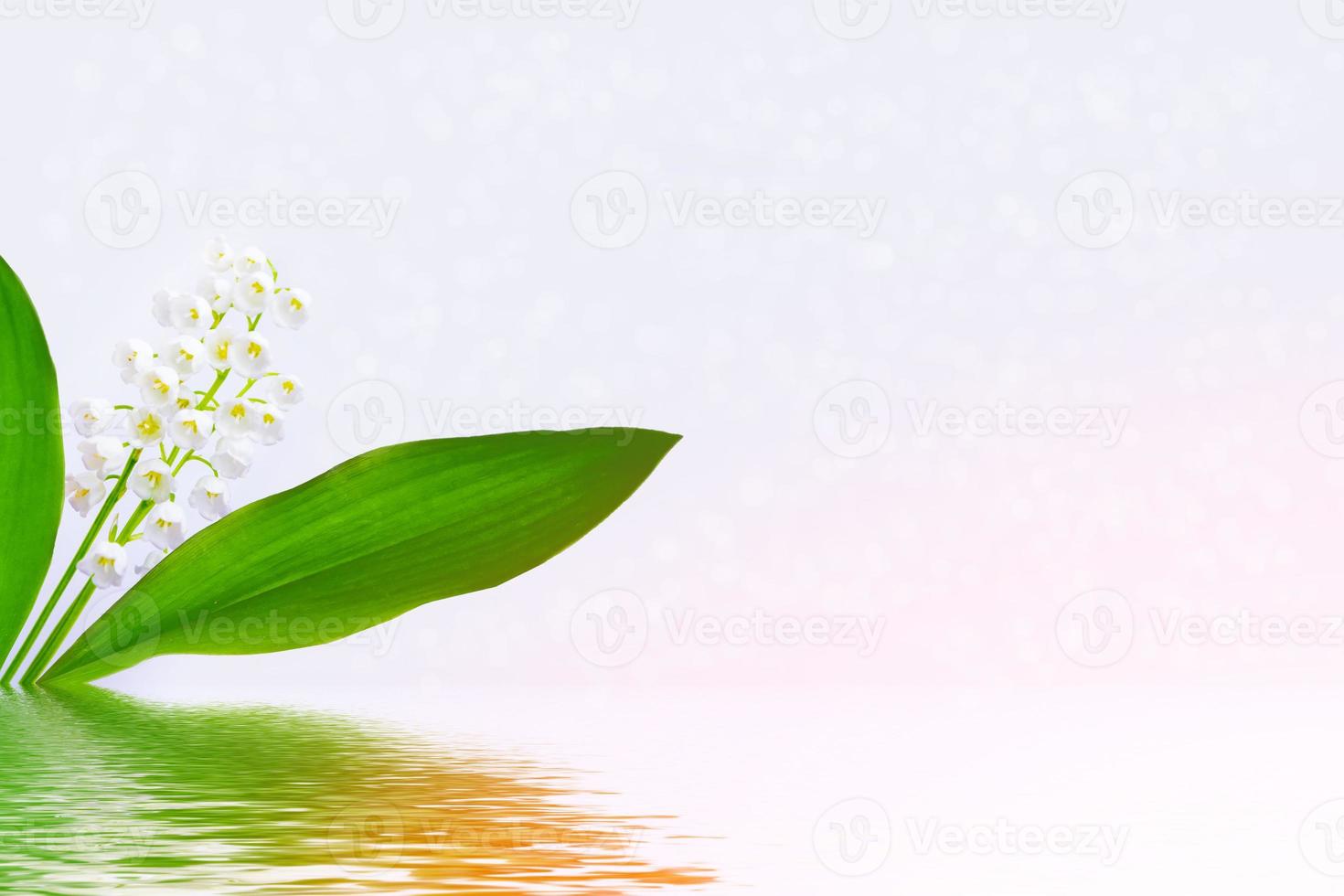 flowers lily of the valley photo