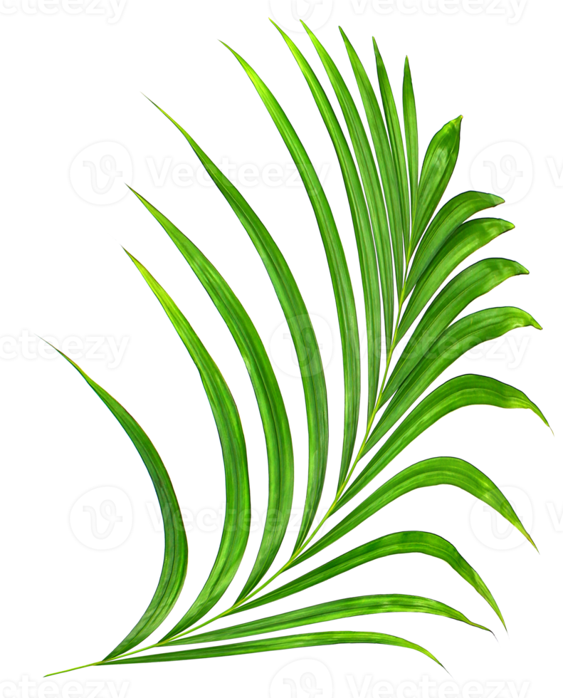 Green leaf of palm tree on transparent background png file