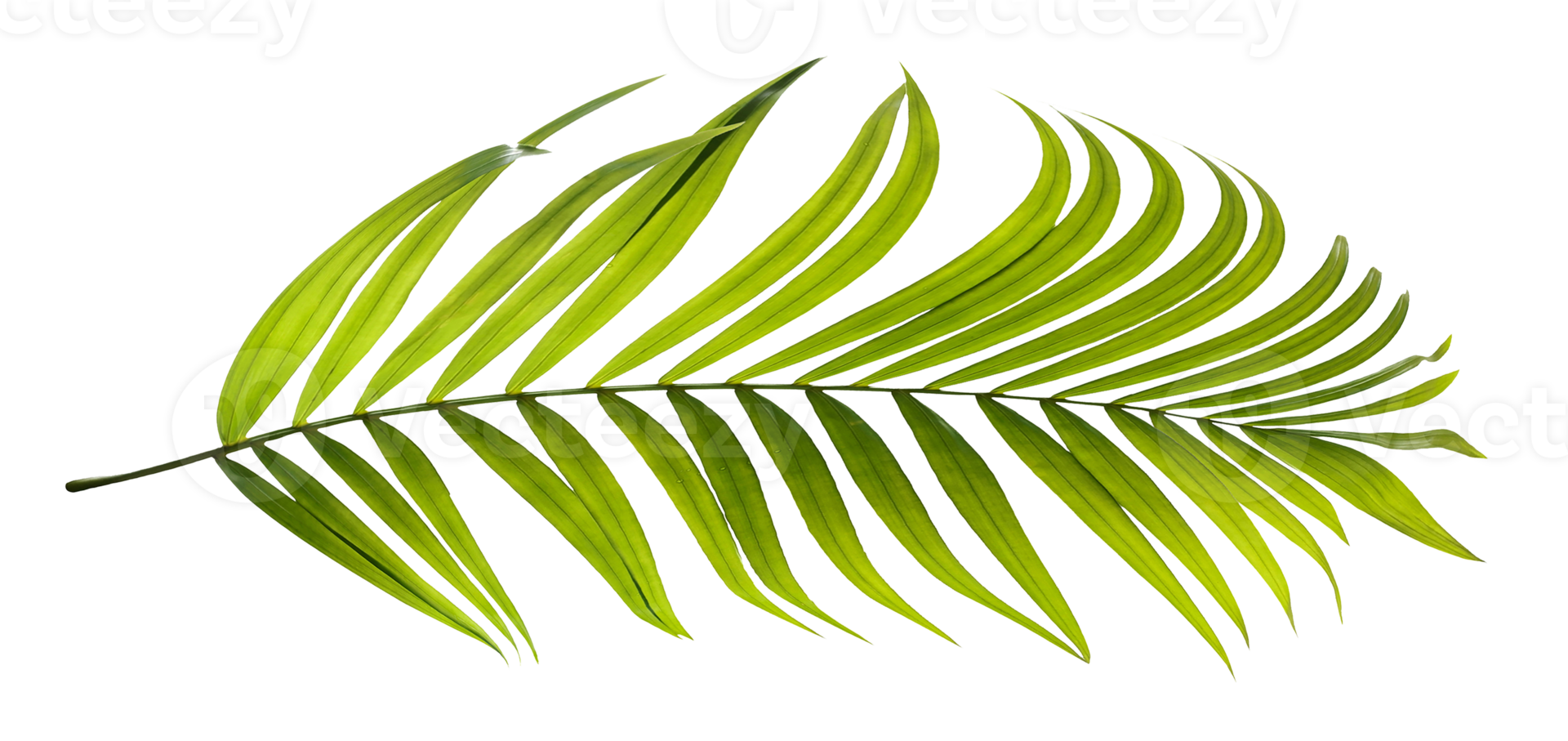 Green leaves of palm tree on transparent background png file